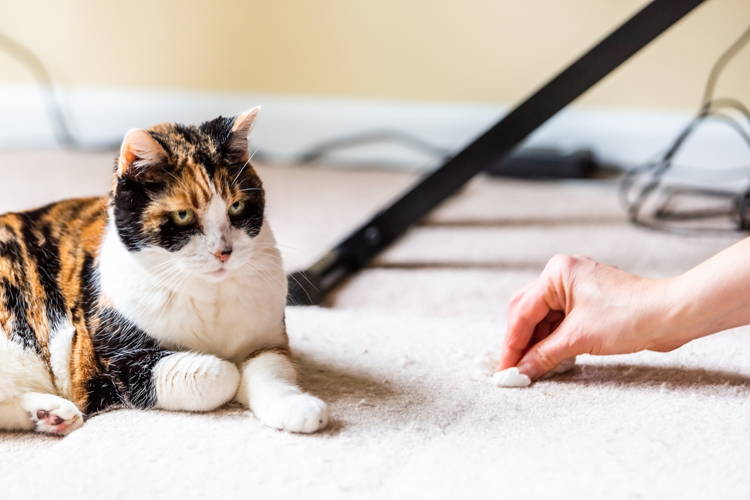 Cat hungry but vomiting new arrivals